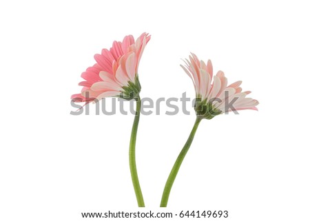 Two pink Gebera flowers isolated on white background