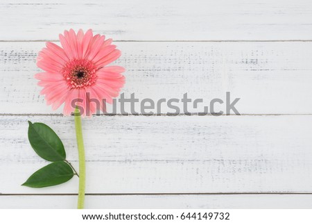 Pink Gebera flowers with branches and leaves on white wood background with copy space