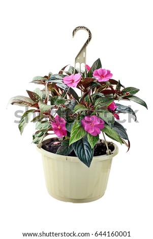 Hanging Basket with New Guinea Impatiens flowers isolated over a white background with clipping path included. 
