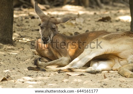 Photo of kangaroo taken while resting under a tree.