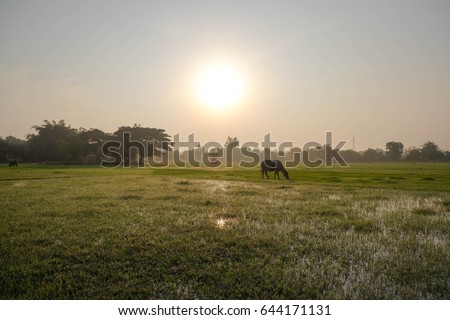 a front selective focus picture of rice field landscape filled with water at the beginning of rainy season before planting rice 