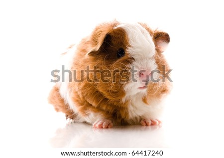 baby guinea pig. texel. isolated on the white