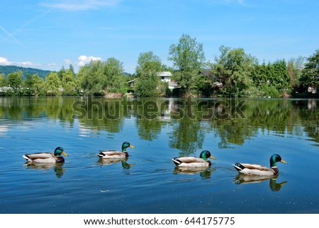 Ducks in line, this is a lake outside of Ljubljana (Slovenia).