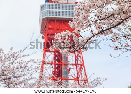 Full bloom of sakura flower cherry blossom in Zojoji temple, Japan