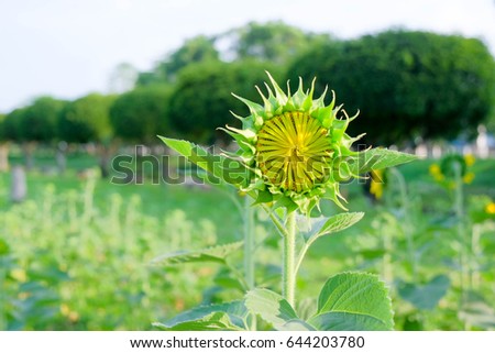 a selective focus picture of corolla disk organic sunflower in agriculture field