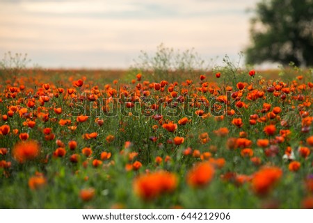 Natural flower background. Amazing view of colorful red poppy flowering.