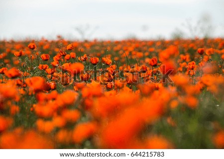 Natural flower background. Amazing view of colorful red poppy flowering.