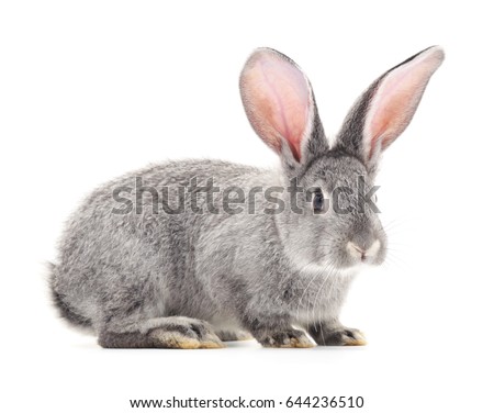 One gray rabbit isolated on white background.