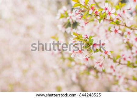 Cherry flowers background. Floral background in pastel colours.  The blurred image of nature.