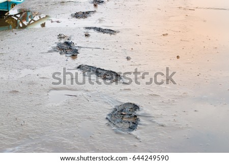 Footprints on muddy ground in white shrimp pond.