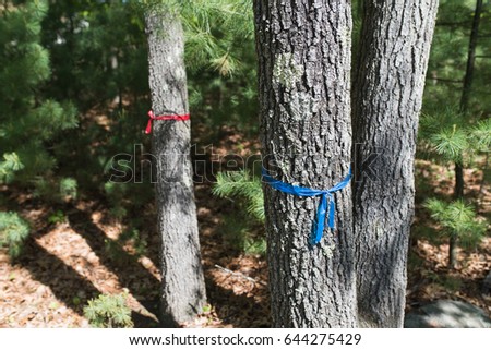 Trees marked off with red and blue ribbons to be chopped down and trimmed. Landscaping, yard care, outdoors theme background