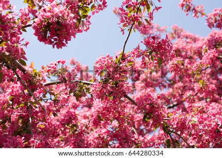 red, pink spring tree, blossoming. Cherry flowers background with sky