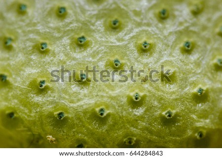 microscopic dandelion. dandelion pattern. macro dandelion flower surface