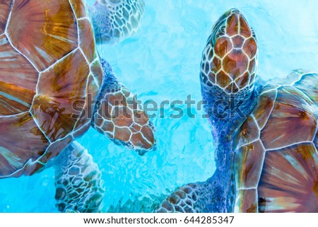Sea turtles looking from the water in the reserve