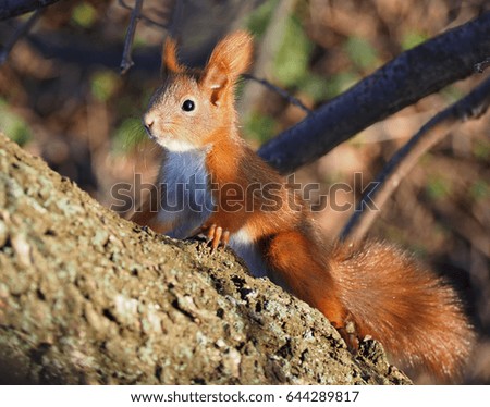 Squirrel red cute at the tree climbing up and looking at camera