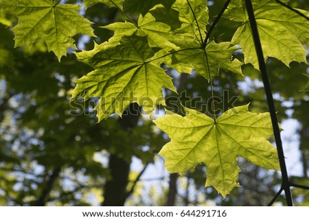 spring maple leaves  against blue sky slective focus