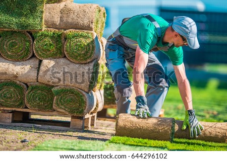 Natural Grass Turf Professional Installer. Gardener Installing Natural Grass Turfs Creating Beautiful  Lawn Field. Royalty-Free Stock Photo #644296102