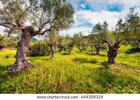 Sunny spring scene in olive garden on the Zakynthos island. Colorful morning scene in Greece, Europe. Beauty of countryside concept background. Artistic style post processed photo.