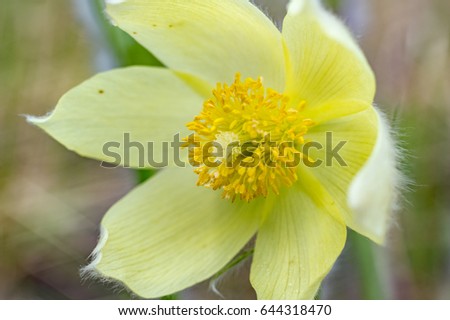 Macro photography flowers
