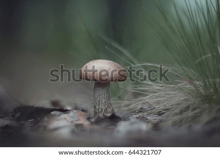 Beautiful fungus boletus (Leccinum scabrum) in the grass.