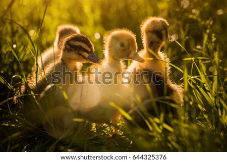 Group of ducklings walking in the grass at sunset