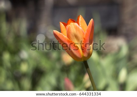 Orange Tulip in the garden, blooming spring flower