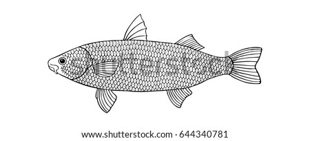 mullet fish
