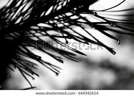  drops of thawed snow on pine needles. Backlighting