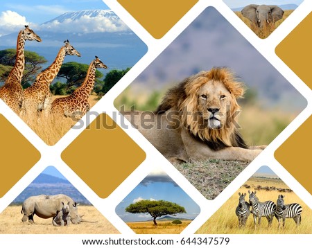 Travel concept with photos collage wild african animals