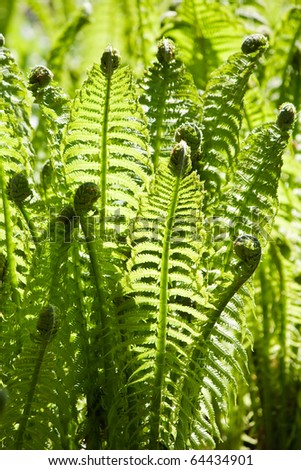 Green leaves of wild young fern in spring for background