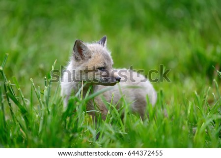 Close up baby silver fox in grass