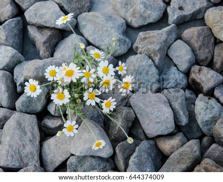 Flowers of chamomile on large stones.