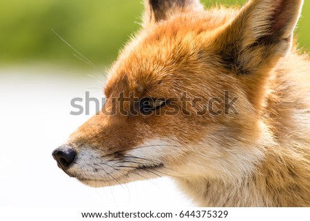 Red fox close up looking to the left