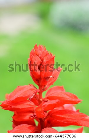 Red sage flower (salvie) 