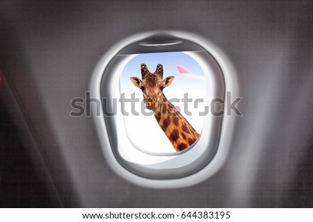 Giraffe looking through a plane's window Royalty-Free Stock Photo #644383195