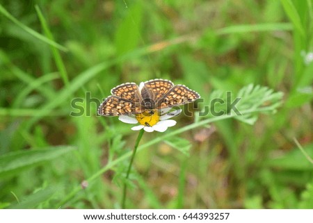 Butterfly on wild chamomile flower