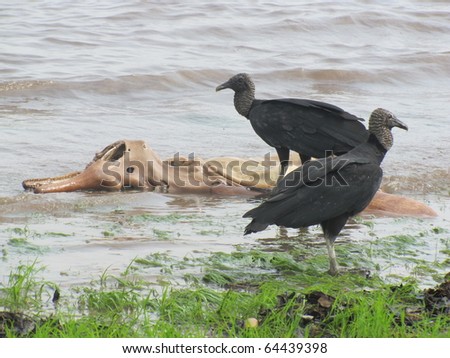 Black Vulture (Coragyps atratus) Cathartidae family. At the river bank Rio Negro eating a dead freshwater dolphin (Inia geoffrensis). Aamazonas, Brasil
