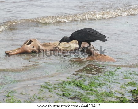 Black Vulture (Coragyps atratus) Cathartidae family. At the river bank Rio Negro eating a dead freshwater dolphin (Inia geoffrensis). Aamazonas, Brasil
