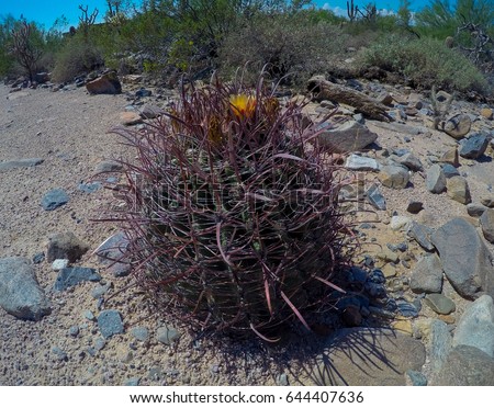 Round shape cactus with small yellow flower hiding inside, summer dessert, Arizona