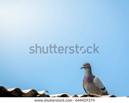 pigeon or dove on roofs. In picture see gray tile roof and a beautiful background of sky and cloud. Pigeon is gray and brown mixed together looking at camera was impressed and fresh (Dove concept)