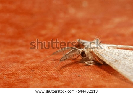 Close up picture a head of moth on orange color wooden background. Shallow depth, selective focus on its antenna