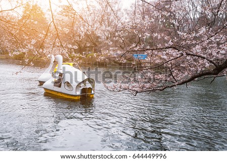 Tokyo Cherry blossom, Japan Sakura blossom spread the boats are paddled with full bloom on the canal at Tokyo, Japan