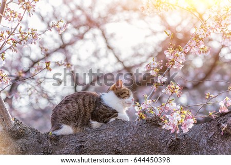 Cat on the tree of cherry blossoms or sakura in full bloom at Japan