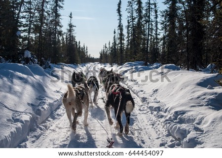 view from dog sled and sled dog team in Alaska