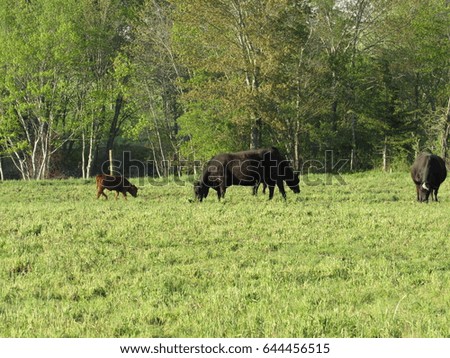 Beef cows in green pasture with forest in the background
