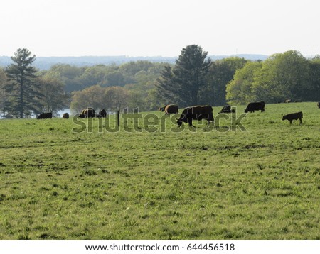 Beef cows in green pasture with forest in the background
