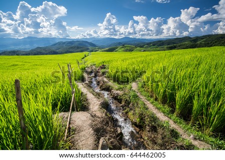 Stream pass the rice field with mountain on background