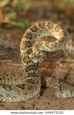This mojave rattlesnake is displaying it's defense posture. Royalty-Free Stock Photo #644472520