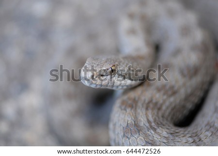 This twin-spotted rattlesnake was photographed in the mountains of southern Arizona.