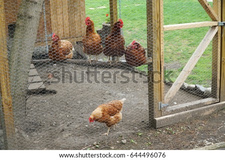 chicken coop in back yard in residential area Royalty-Free Stock Photo #644496076